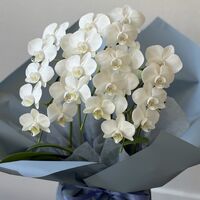 画像10346：商品紹介