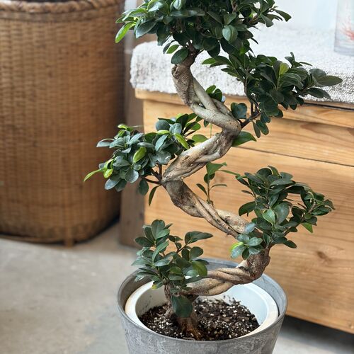 画像10350：商品紹介