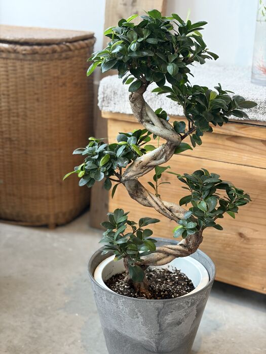 画像10350：商品紹介