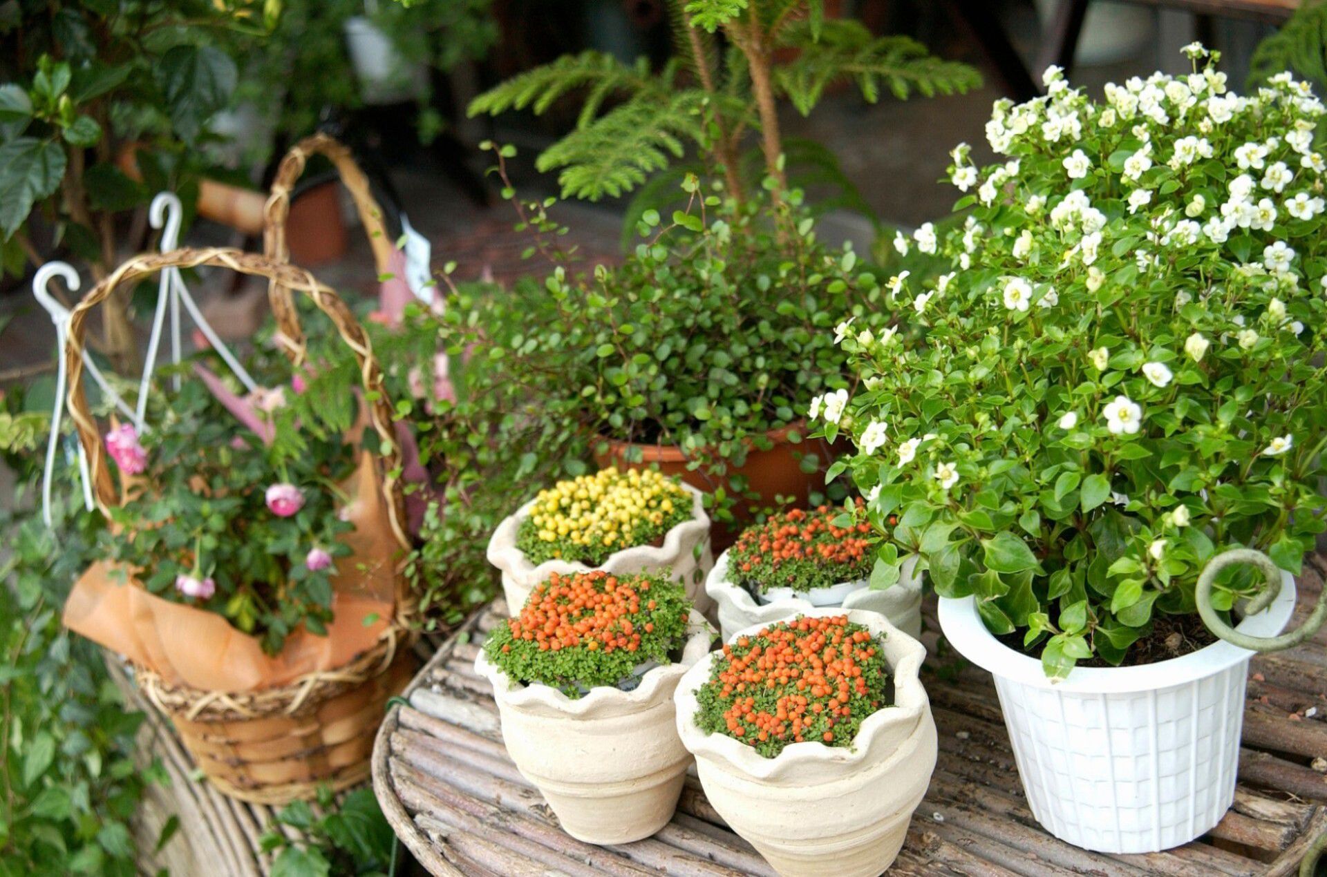 観葉植物